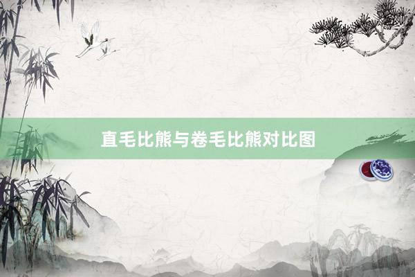 直毛比熊与卷毛比熊对比图